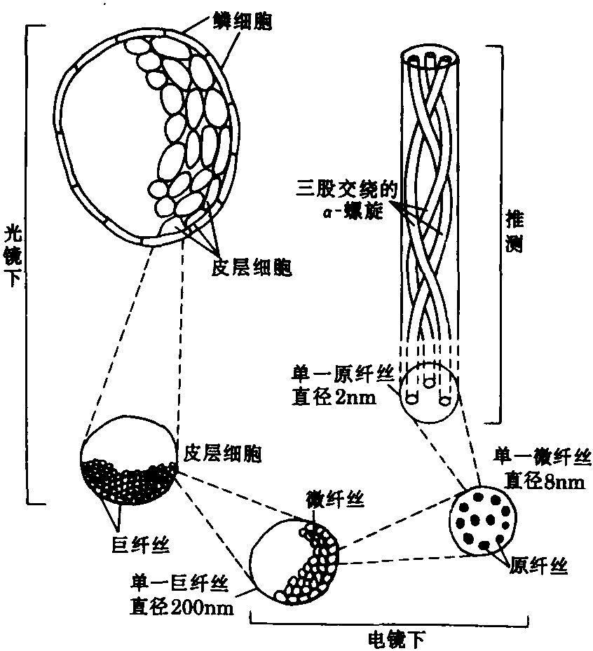 七、角蛋白